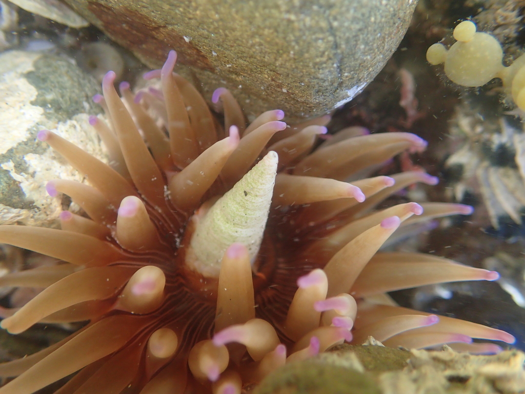 Epiactis thompsoni from Plimmerton, Wellington on November 19, 2015 at ...