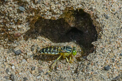Stictia signata