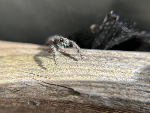 Bold Jumping Spider photographed in Rhode Island