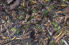 Leptinella pusilla