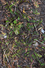 Leptinella pusilla
