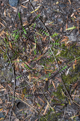Leptinella pusilla