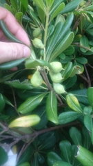Pittosporum tobira