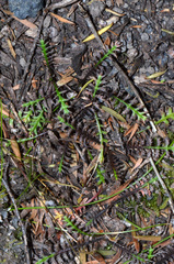 Leptinella pusilla