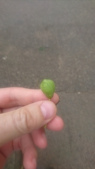 Pittosporum tobira