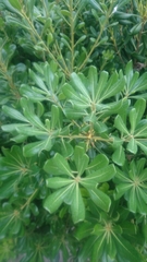 Pittosporum tobira