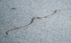 Dolichophis caspius