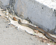 Dolichophis caspius