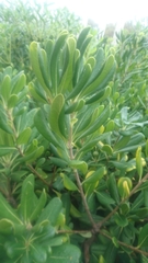 Pittosporum tobira