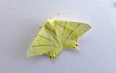 Ourapteryx sambucaria