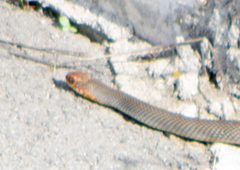 Dolichophis caspius