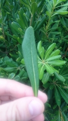Pittosporum tobira