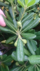 Pittosporum tobira