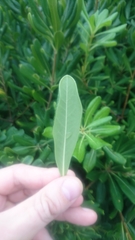 Pittosporum tobira