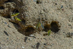 Stictia signata