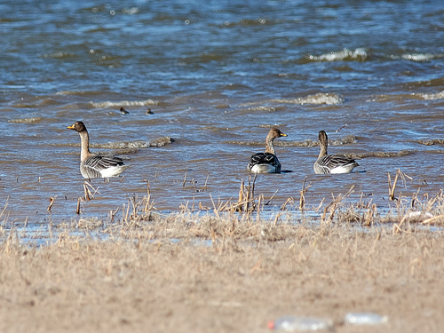 Ánsar campestre de la taiga (Anser fabalis)