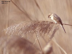 Emberiza pallasi