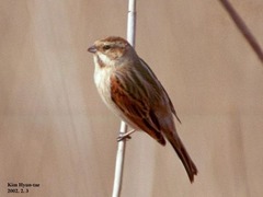 Emberiza pallasi