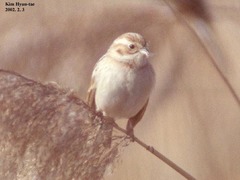 Emberiza pallasi