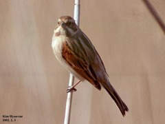 Emberiza pallasi
