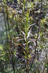 Dracophyllum sinclairii
