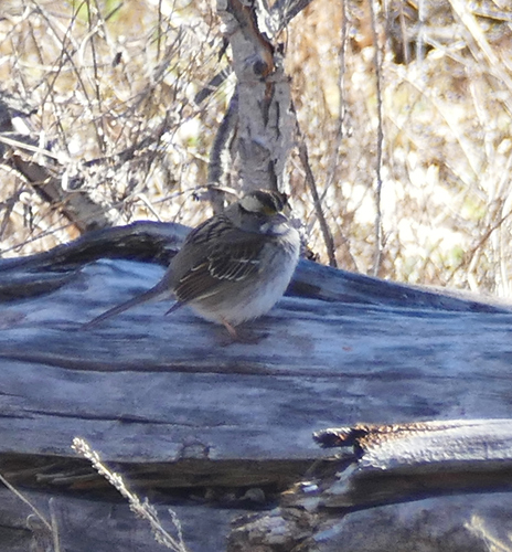 White-throated Sparrow photographed in New Mexico