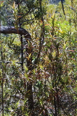 Dracophyllum sinclairii