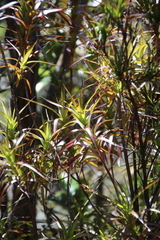 Dracophyllum sinclairii