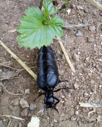 oil beetle
