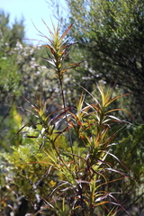 Dracophyllum sinclairii