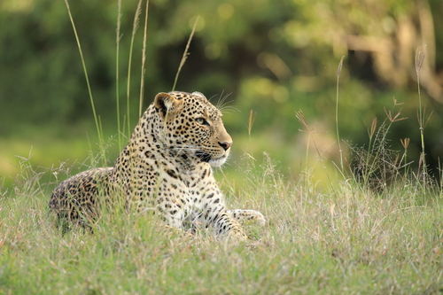Leopard
