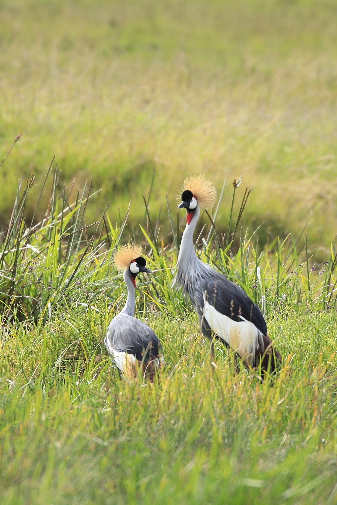 Grey Crowned Crane