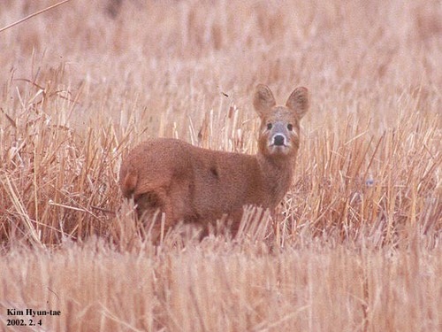 Water Deer