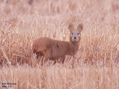 Chinese Water Deer photo 4