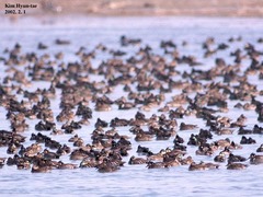 Sibirionetta formosa