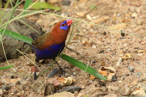 Purple Grenadier (Granatina ianthinogaster)