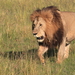 Lion - Photo (c) Darren Obbard, some rights reserved (CC BY), uploaded by Darren Obbard