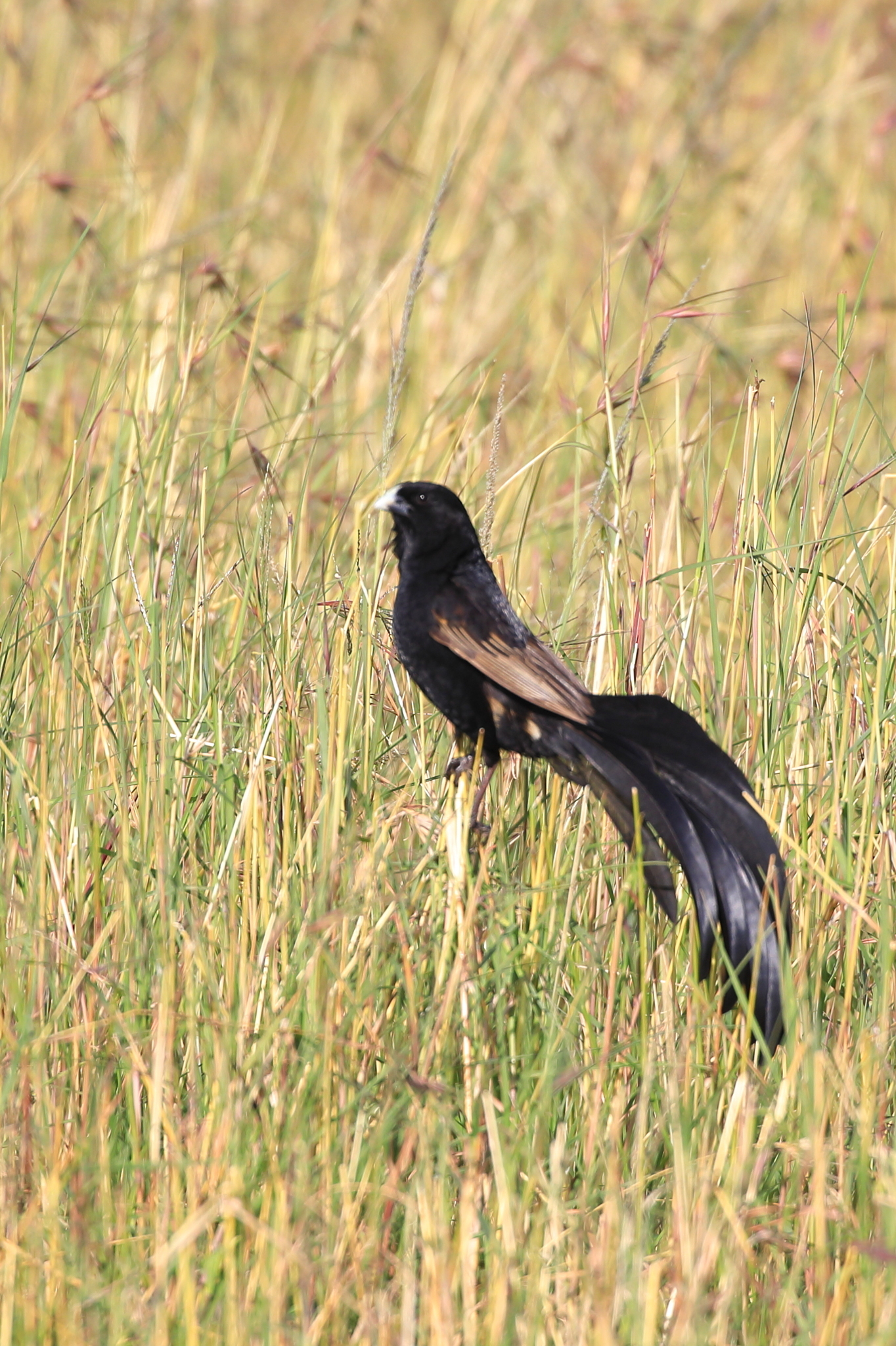 Jackson's Widowbird (Euplectes jacksoni), photo 5
