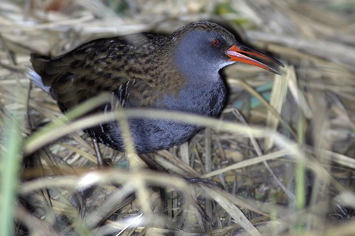 Rascón europeo (Rallus aquaticus)