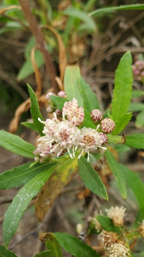 iNaturalist observation photo of mule fat