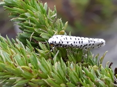 Yponomeuta strigillatus