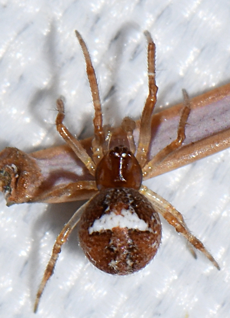 Simitidion