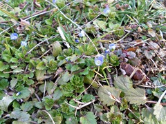 Veronica persica