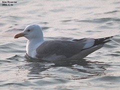 Larus argentatus mongolicus