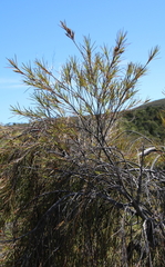 Dracophyllum sinclairii