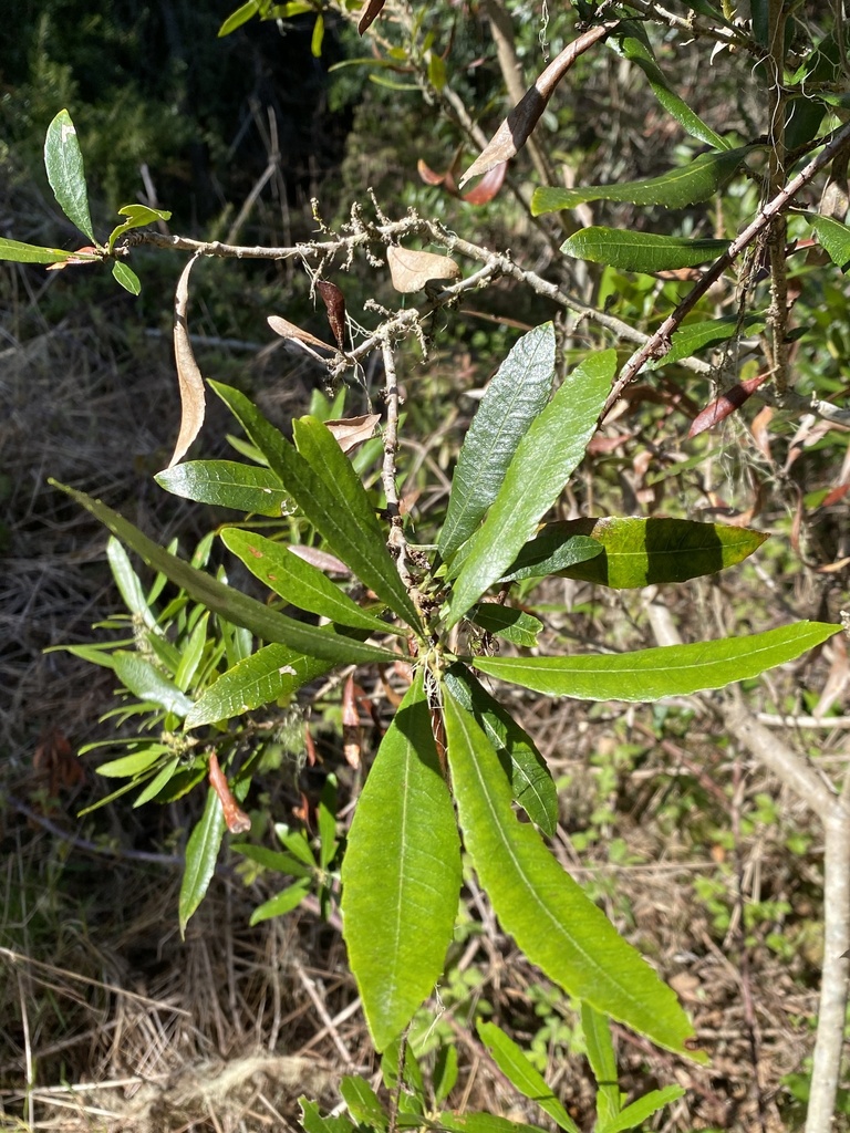 Pacific Wax myrtle from Arcata, CA, US on 13 April, 2023 at 1059 AM by