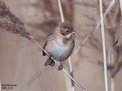 Emberiza pallasi