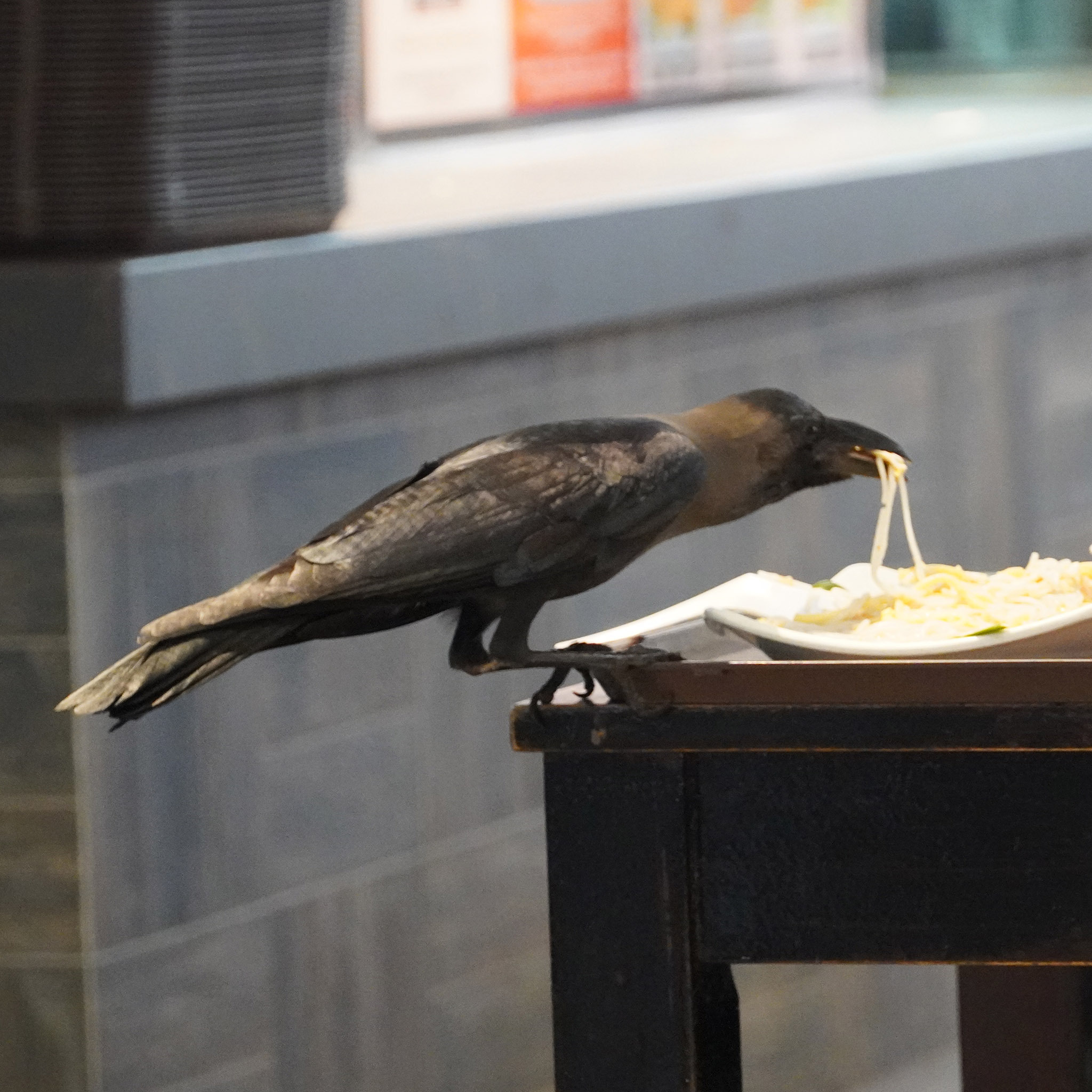 House Crow illustration