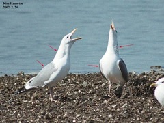 Larus argentatus mongolicus