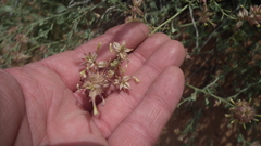 Dyerophytum africanum